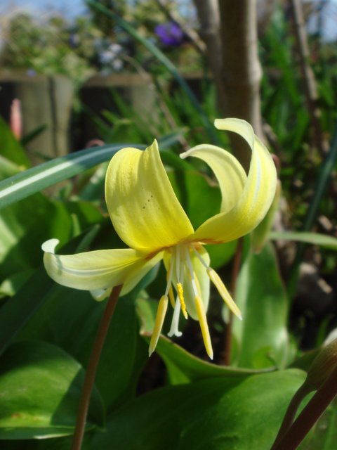 Erythronium x 'Pagoda' fleur